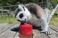 Safari Park animals given ice lollies to keep them cool