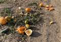 Pumpkin pickers fume at farm of 'rotten veg'