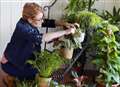 New book could help with houseplants