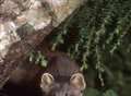 Wildwood pine martens in tunne