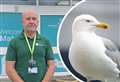 Seagull flies off with patient’s phone at hospital