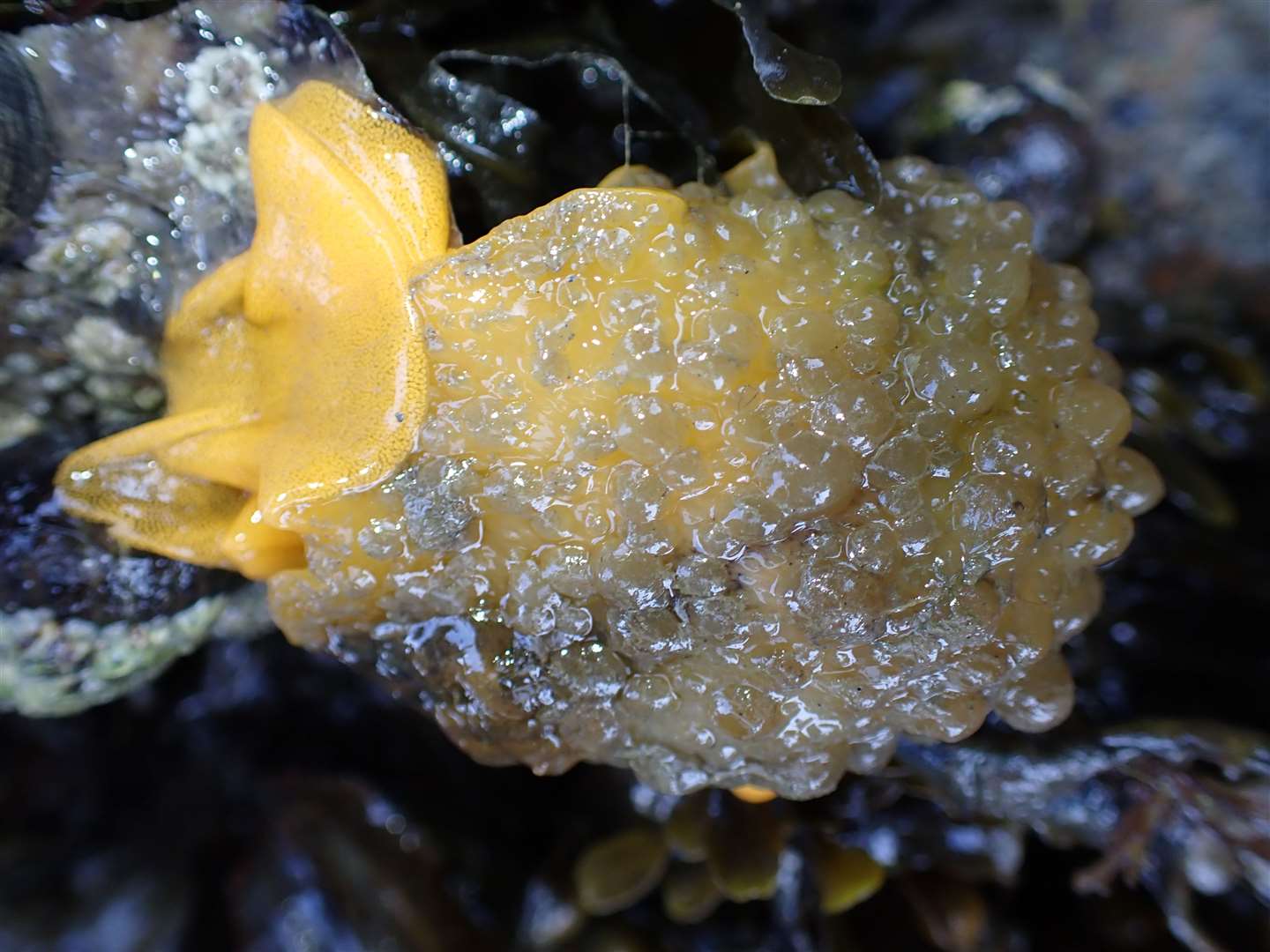 A warty Doris sea slug in Sussex (Sussex Wildlife Trust/PA)