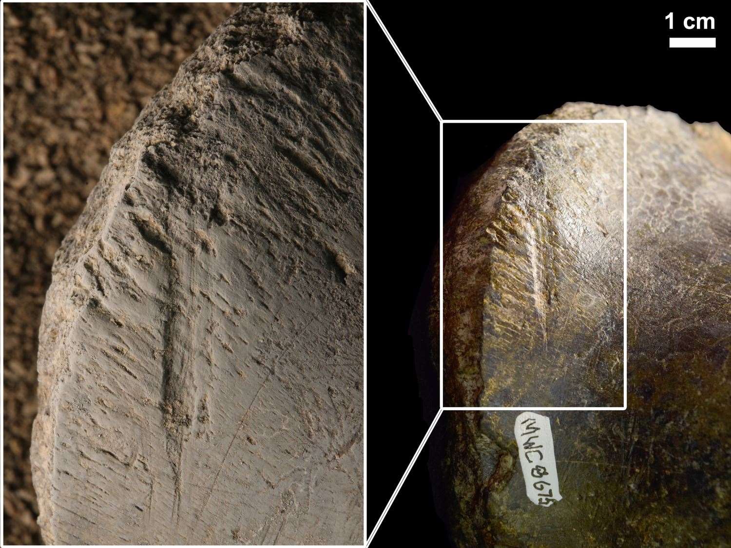 Bite marks on an Allosaurus bone (Julia McHugh/Stephanie Drumheller-Horton/University of Tennessee)