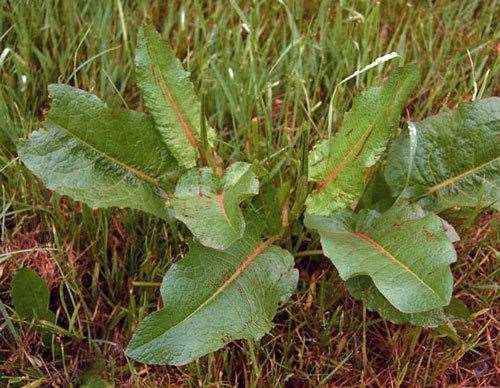 Broad-leafed dock: its leaves are a folklore antidote to stinging nettles