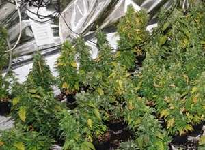 Cannabis plants found in Edenbridge. Picture: Kent Police