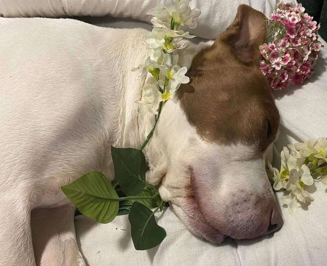 Liza died at Valgrays Border Collie and Animal Rescue with Val by her side. Picture: Valgrays Border Collie and Animal Rescue