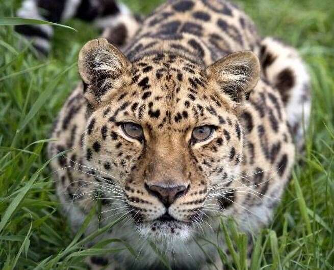 The Big Cat Sanctuary's Xizi was 19 years old. Picture: The Big Cat Sanctuary