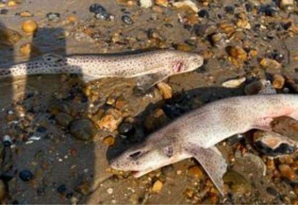 Dozens of dead dogfish have been found on Herne Bay beach. Picture: Peter Langdown