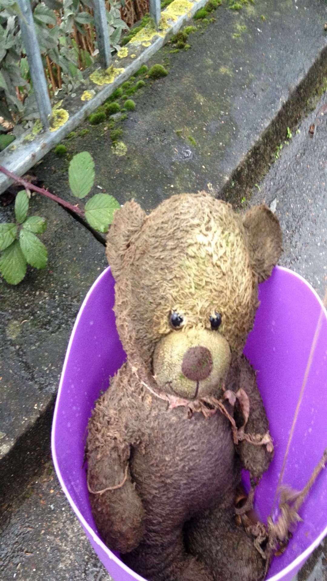 The bear has been named Robin, after the garage near where he was found