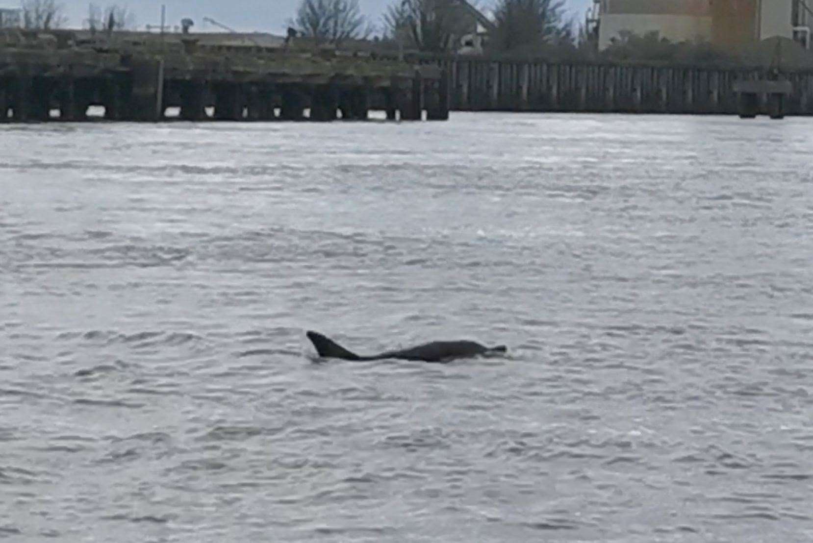 They were spotted by crew near Gravesend at about midday yesterday. Picture: RNLI