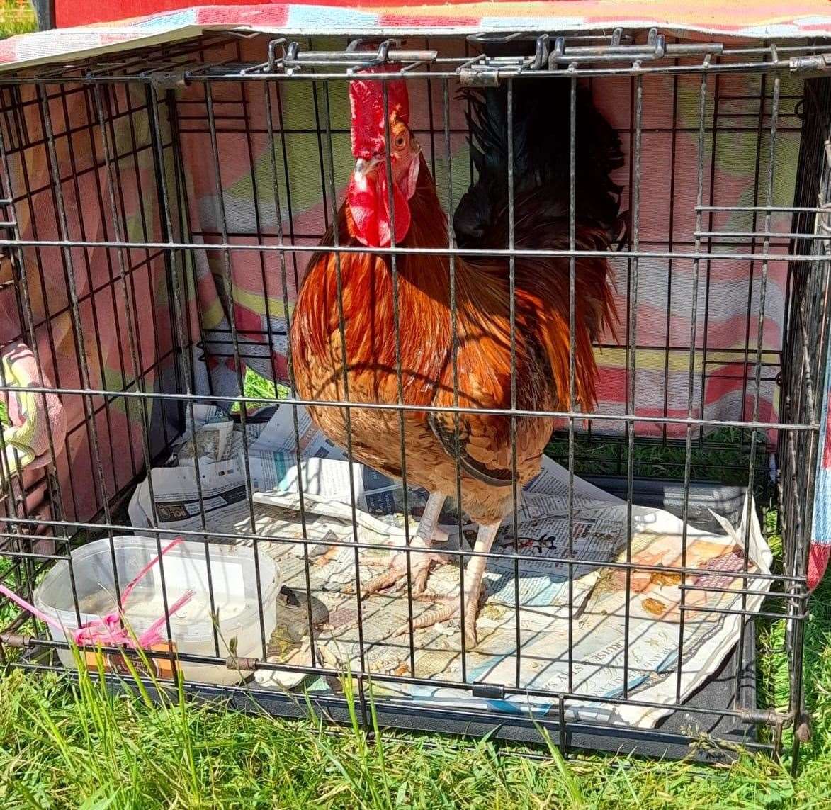 A cockerel in a cage at the poultry tabletop sale next to Leysdown boot fair. Picture: Faye Grant