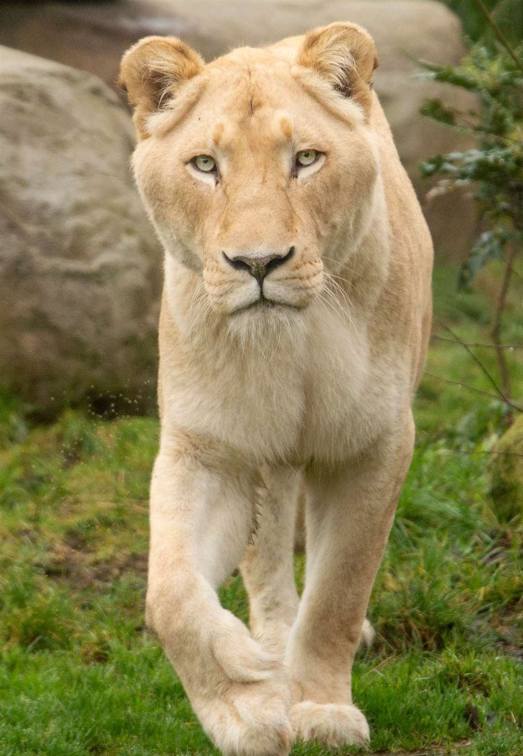 Zuri is known as the troublemaker. Picture: The Big Cat Sanctuary