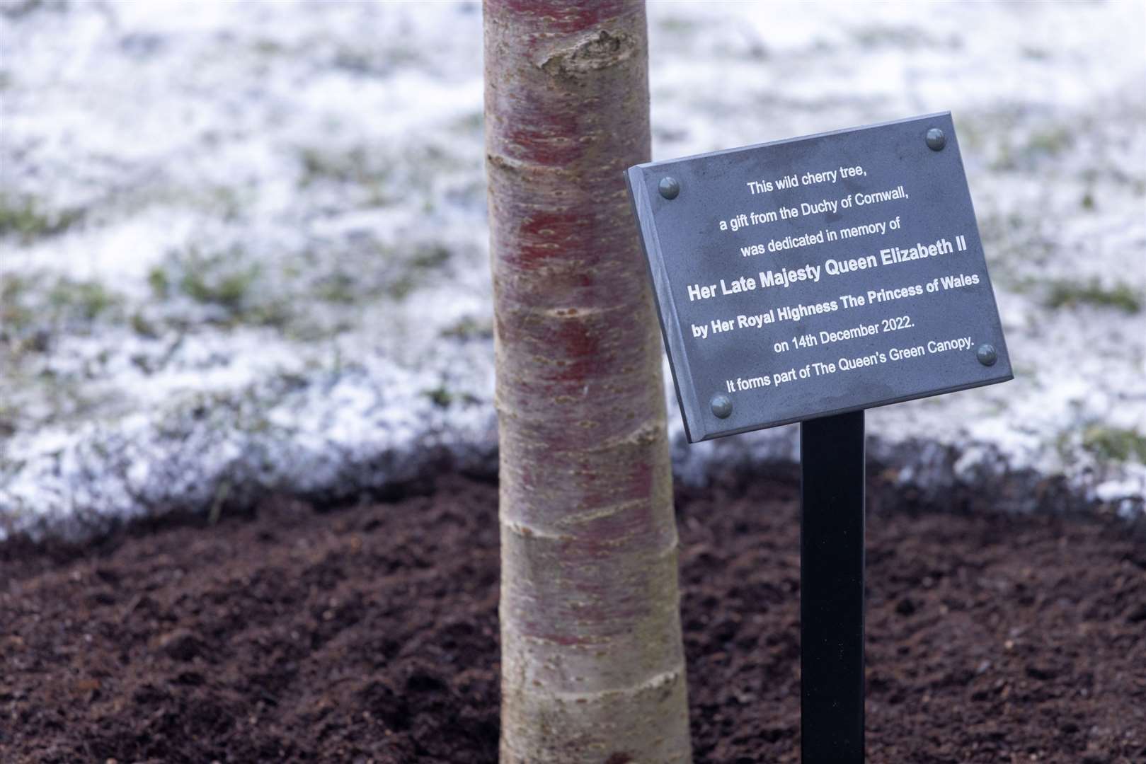 Kate planted a tree in memory of the Queen at Westminster Abbey (PA)