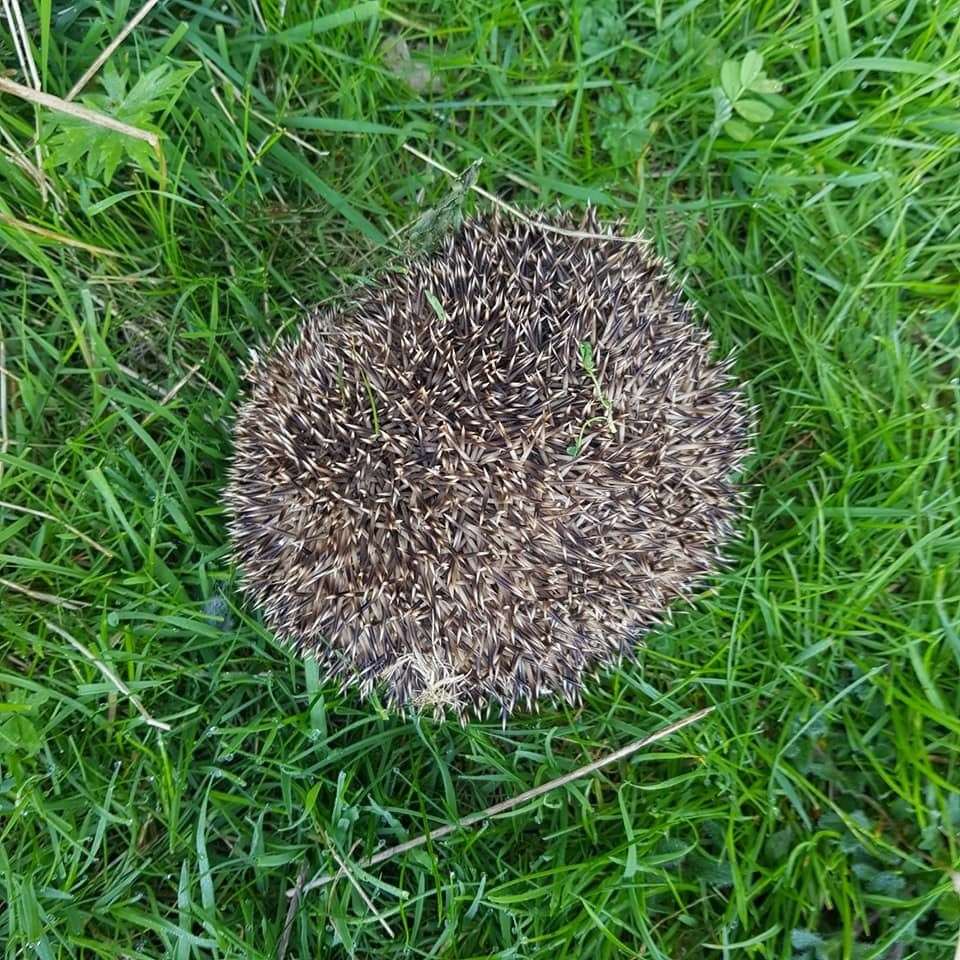 The stricken hedgehog. Picture courtesy of Patric Nutton