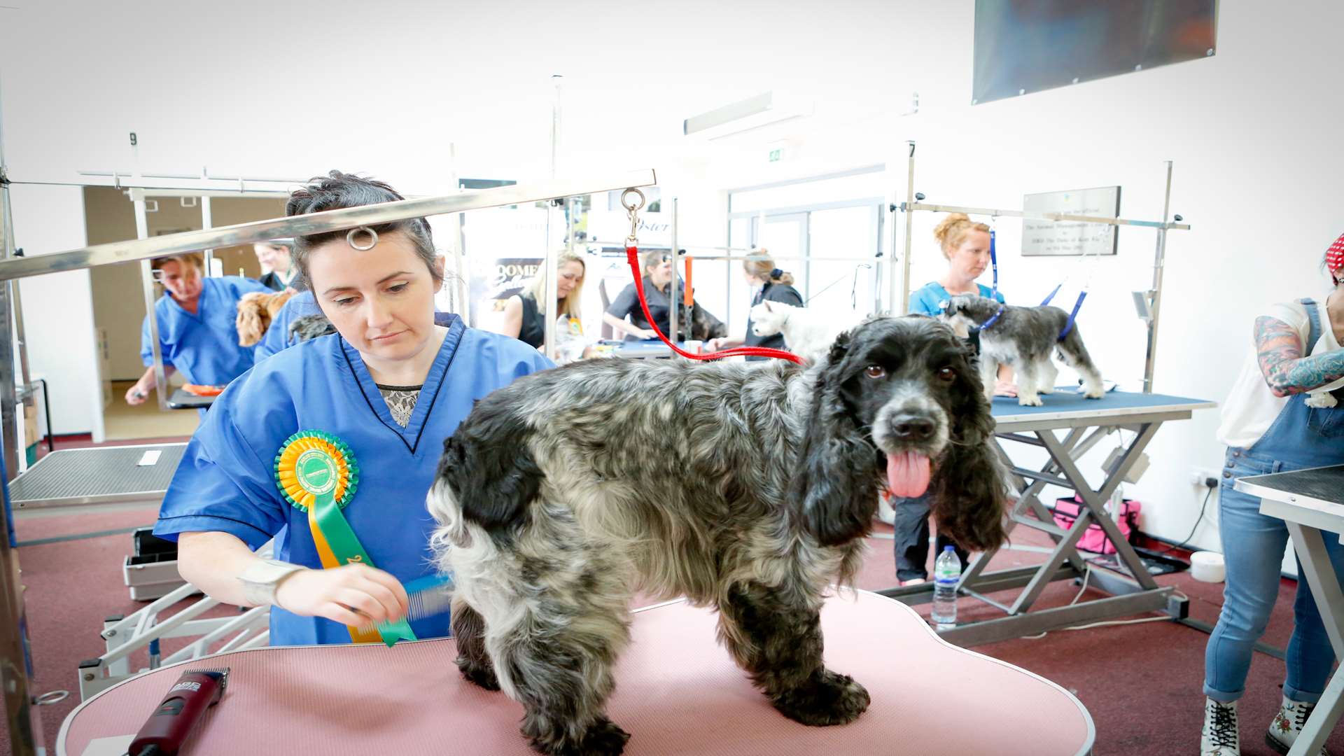 Rebecca McKay grooms Tanner the English Cocker Spaniel at Hadlow College