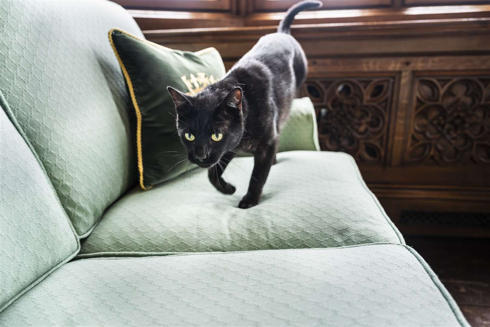 Clem is a black cat with Bengal markings (Jackie Storer/House of Commons)