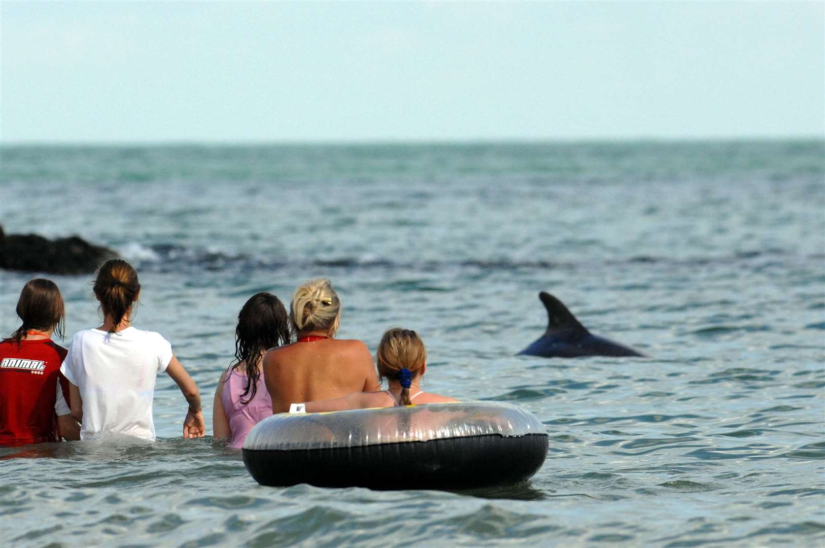 The dolphin spent several months off the Sandgate coast