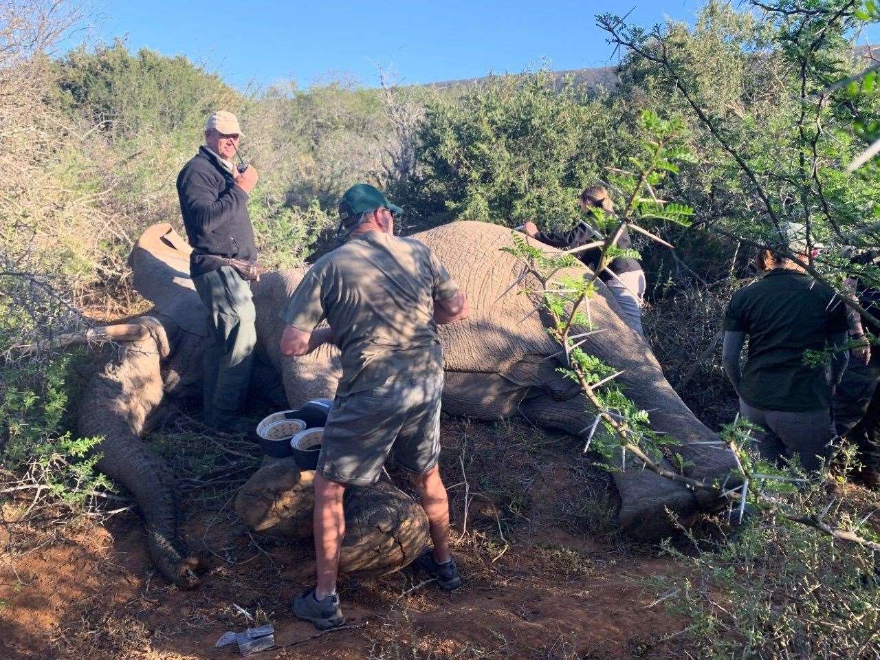 The bull was safely sedated and monitored by the expert vet team