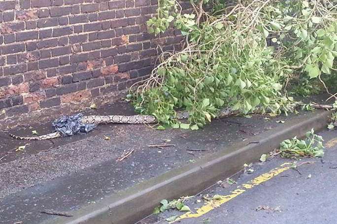 A 10ft snake was found under this tree in Northfleet