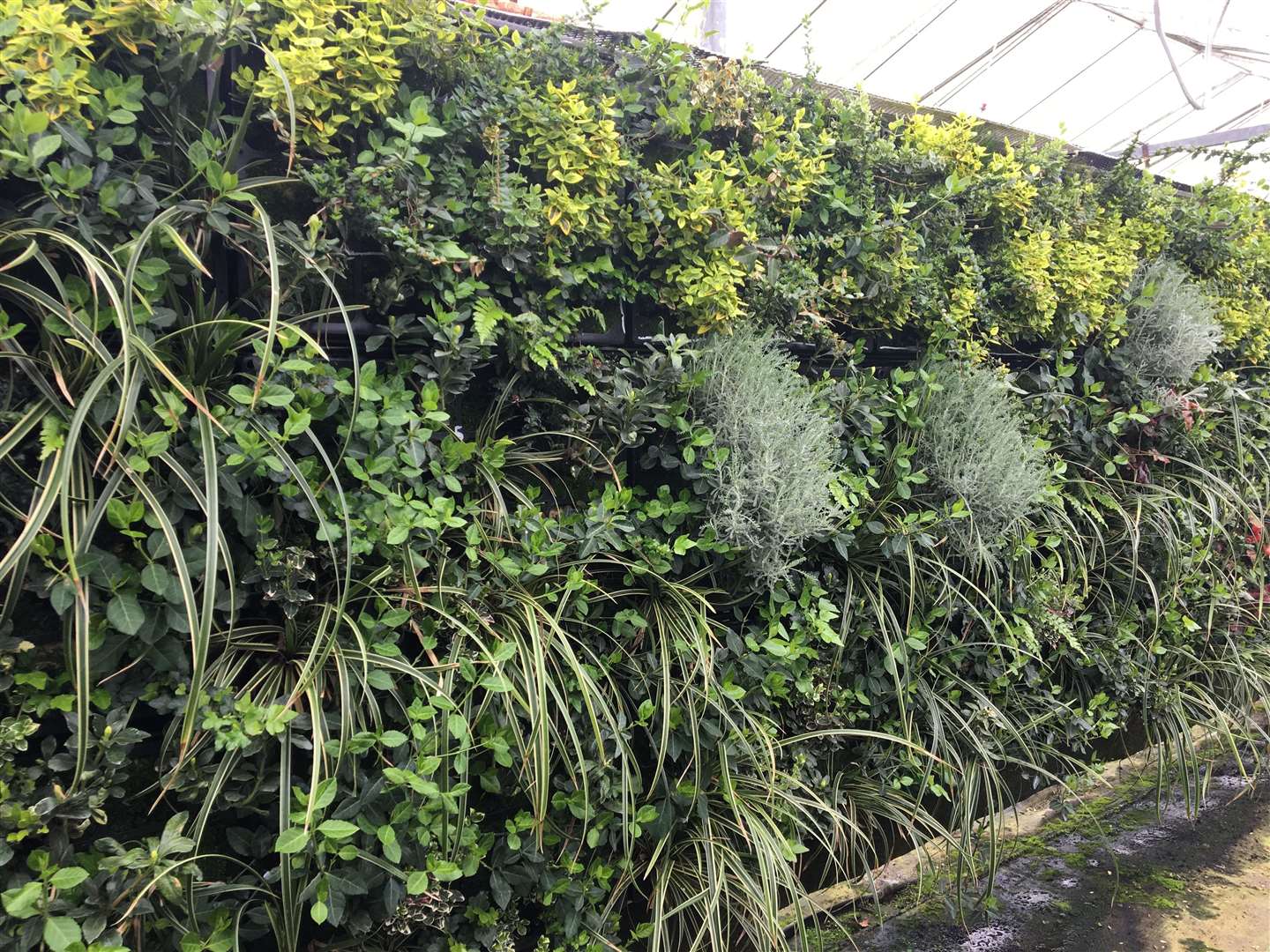 Exclusive pictures show the work being done by Biotecture on Ashford Designer Outlet's living wall