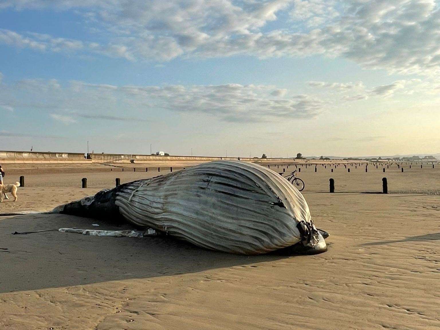 One person estimated the whale was about 10m long. Pic: Shannon Petrie