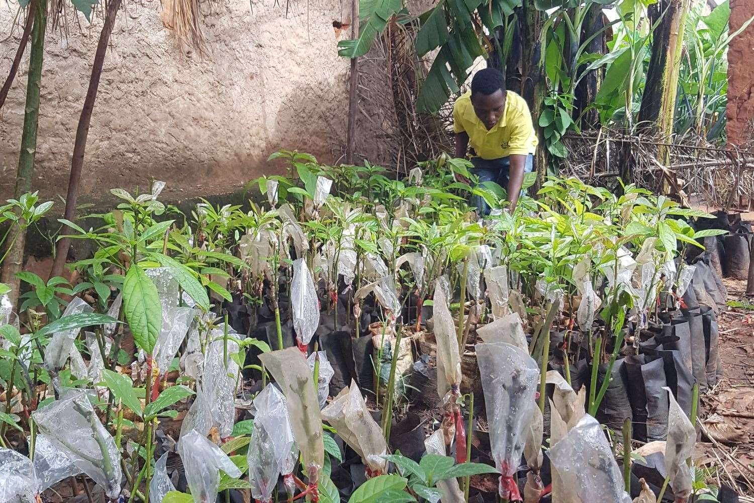 Farmer Jolis Bigirimana tends to his avocado crops (Christian Aid/PA)