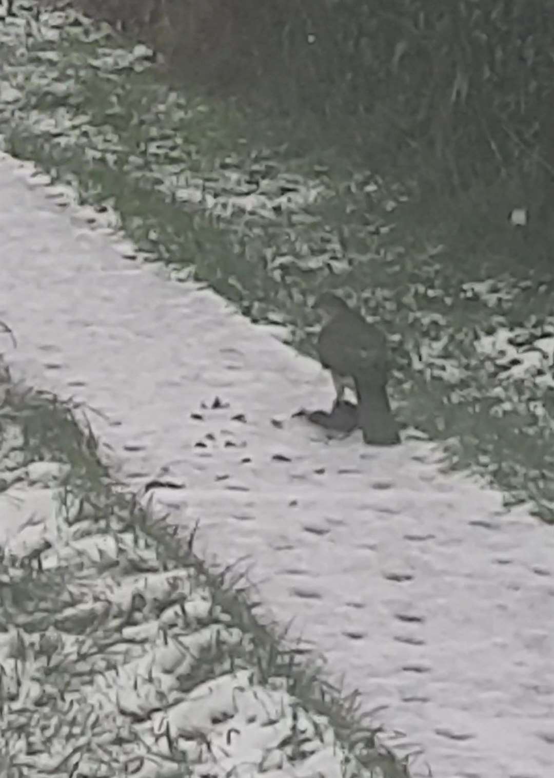 A husband and wife spotted the rare sight bird of prey in their back garden in Gillingham