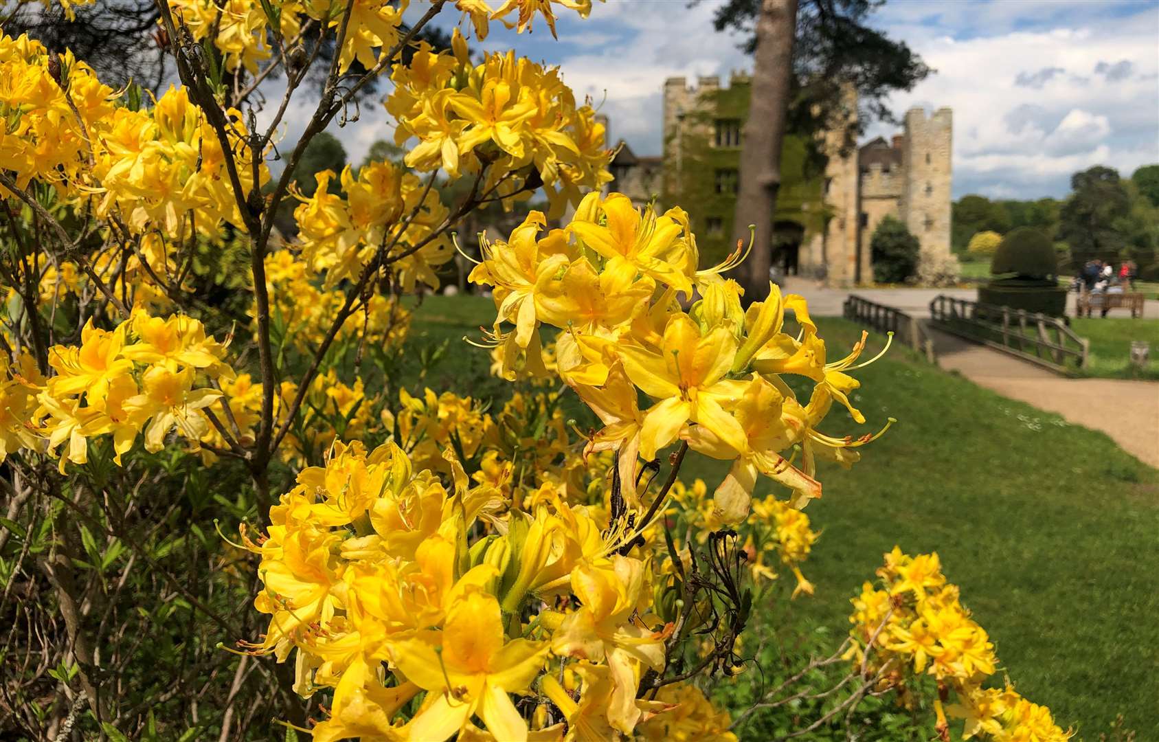 Hever Castle will be filled with rhododendrons and azaleas this May. Picture: Hever Castle and Gardens