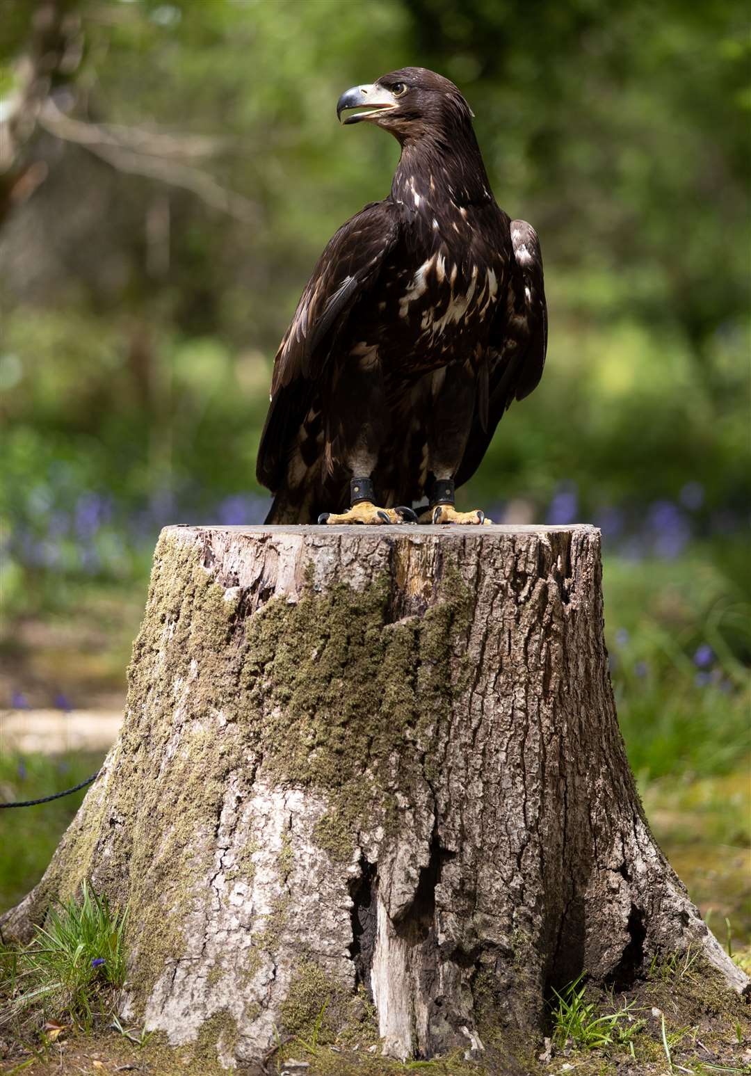 The white-tailed sea eagle is the UK’s largest bird of prey (Andrew Matthews/PA)