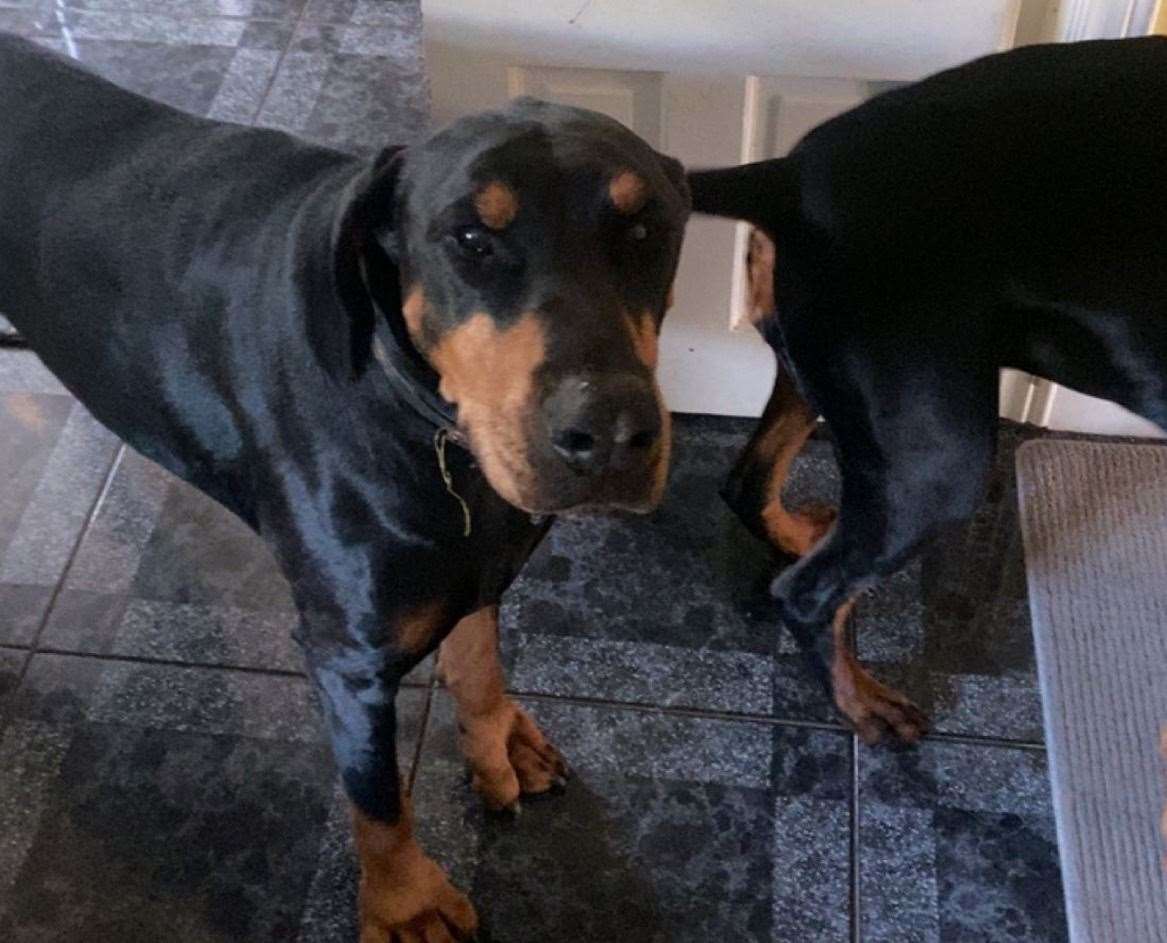 He was last seen near the solar panels on the fields near Lenham Heath Road. Picture: Lorraine Wells