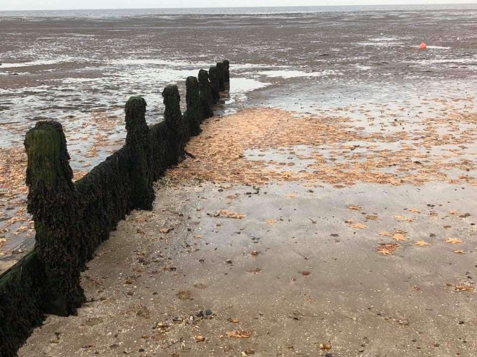 Starfish washed up on the beach at Leysdown. Picture: Terry Hanlon (8197744)