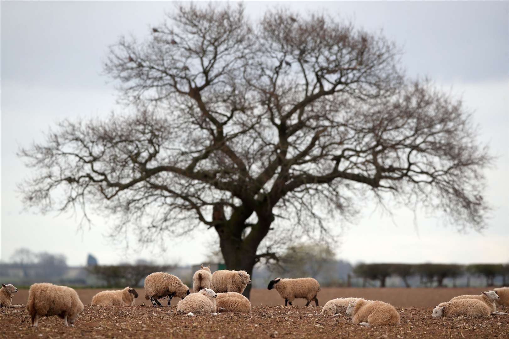 Sheep grazing on a field in Shropshire (PA)