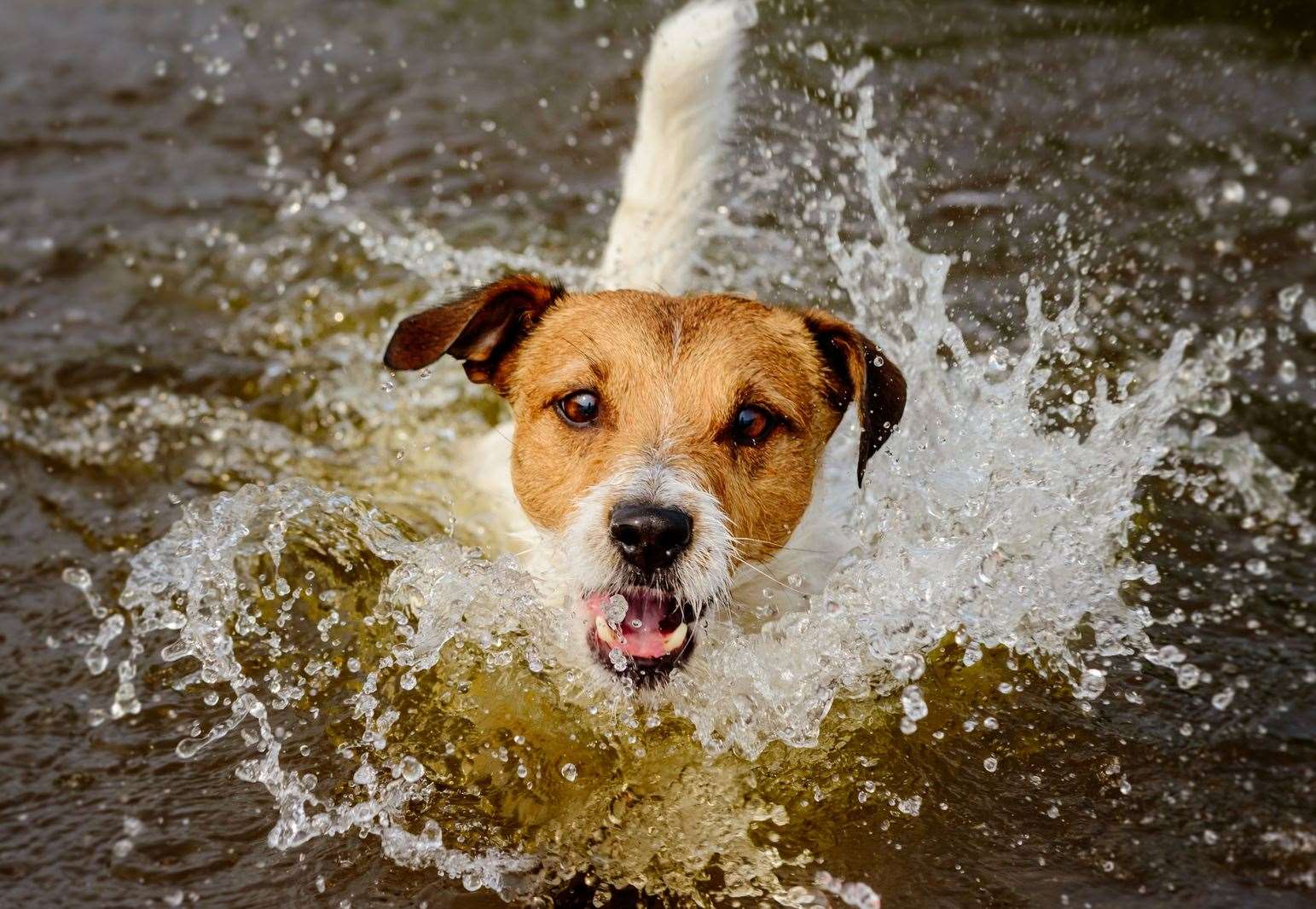 Some beaches will continue to welcome dogs through the summer months.