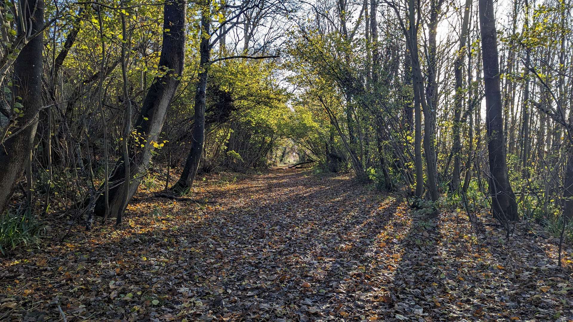 Part of the route along the former Elham Valley railway line