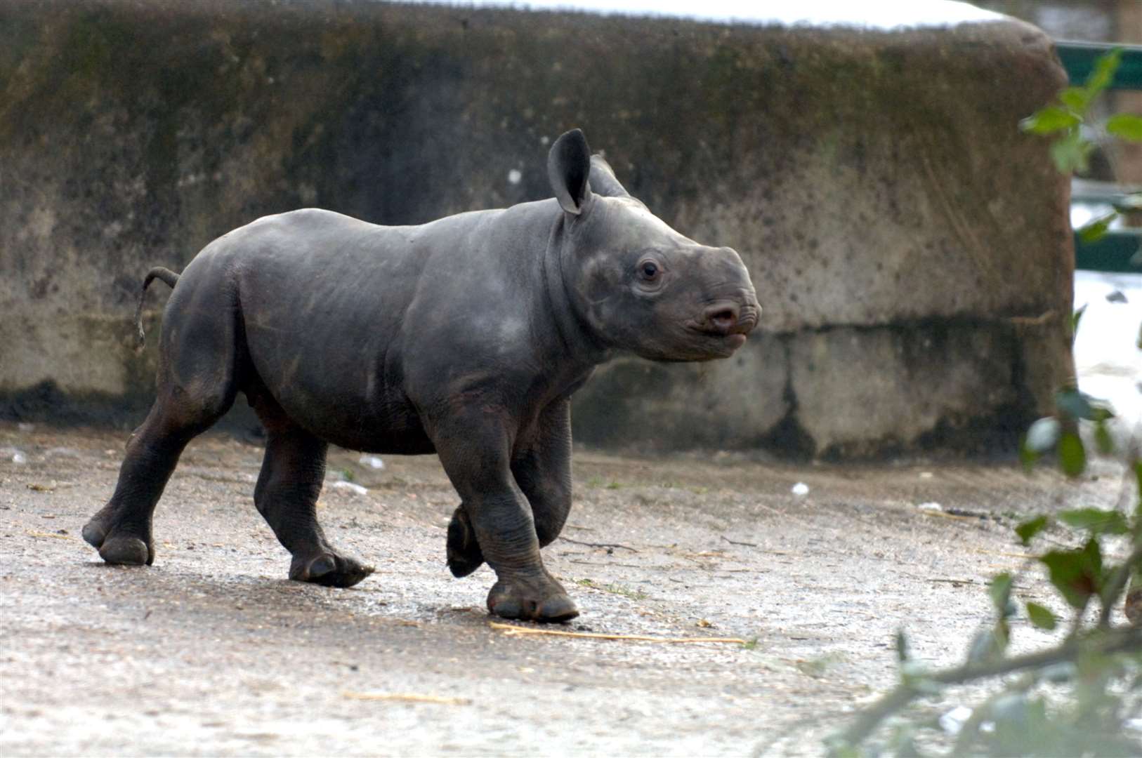Baby rhino that was born Christmas 2006. Picture: Barry Goodwin.