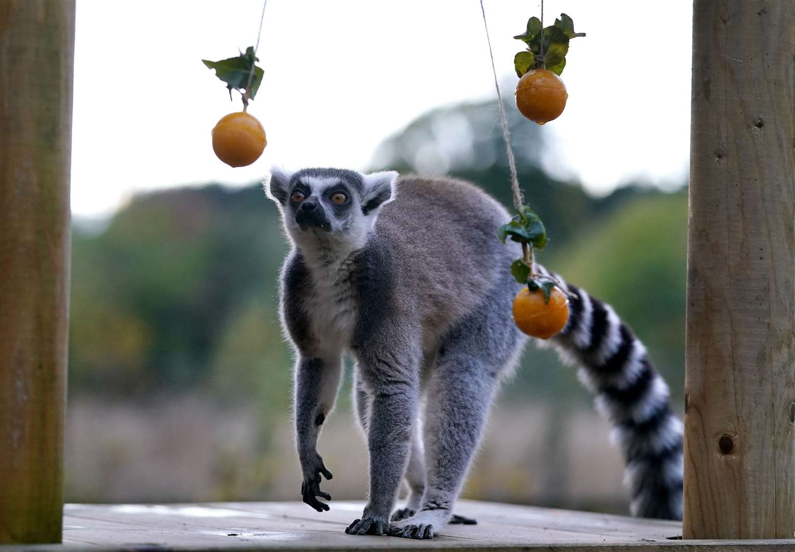 A ring tailed lemur with pumpkin puree balls at Blair Drummond Safari Park (Andrew Milligan/PA)