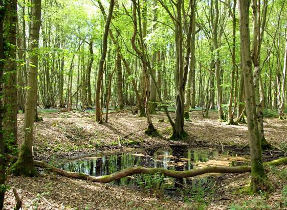 Dering Wood. Picture: Robin Webster