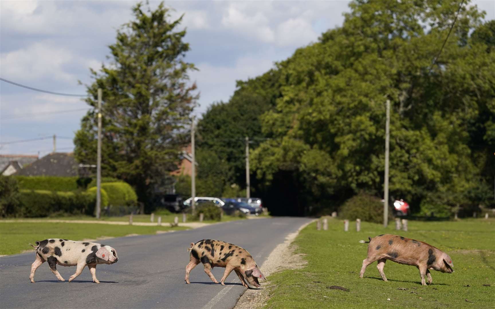 Pigs are free to roam during pannage (Andrew Matthews/PA)