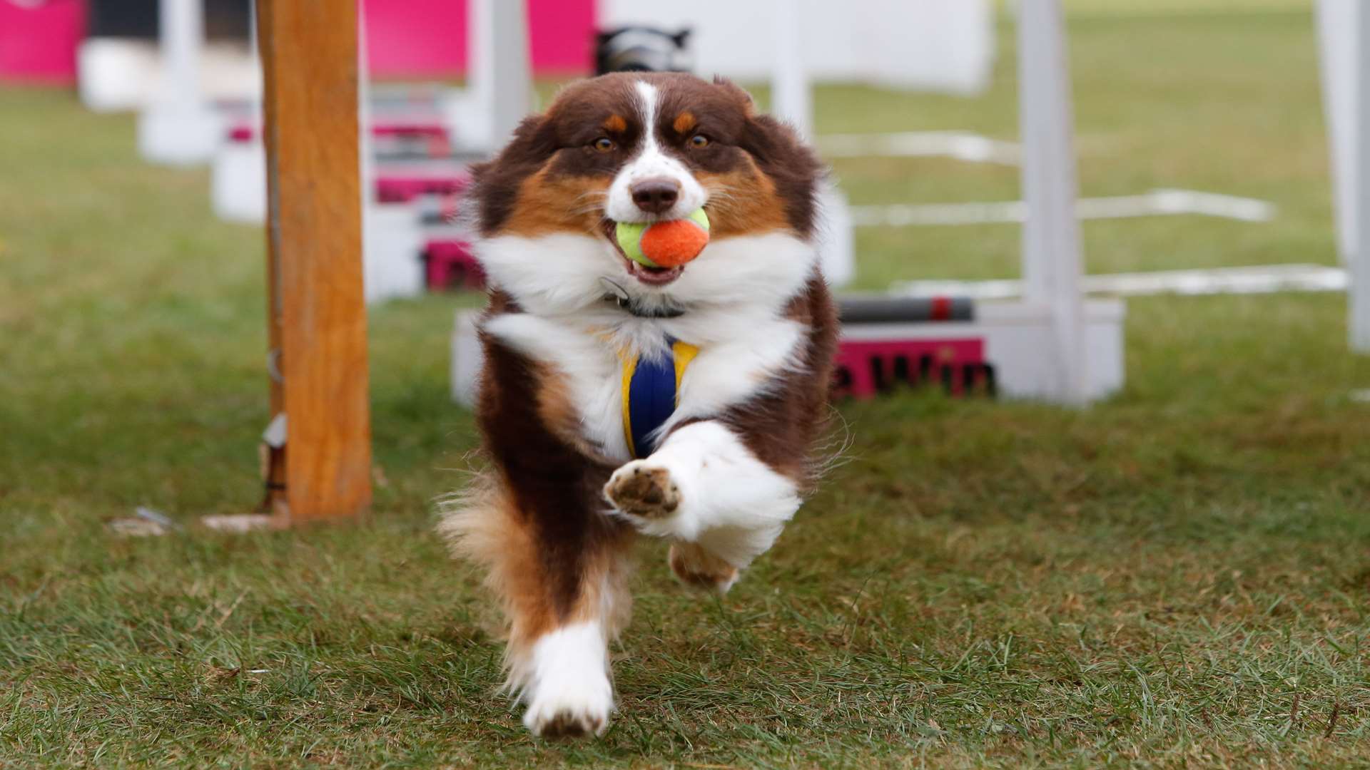 Tye the dog at last year's show Picture: Matthew Walker