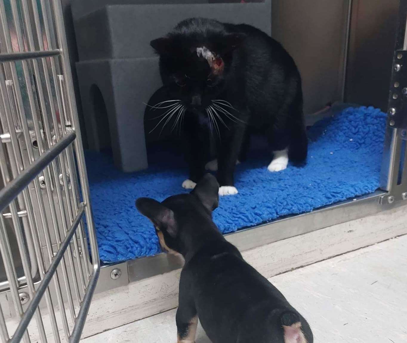 Little Phil visiting patients at Aspen Vets