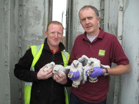 A pair of rare peregrine falcons are nesting and breeding in a secret location