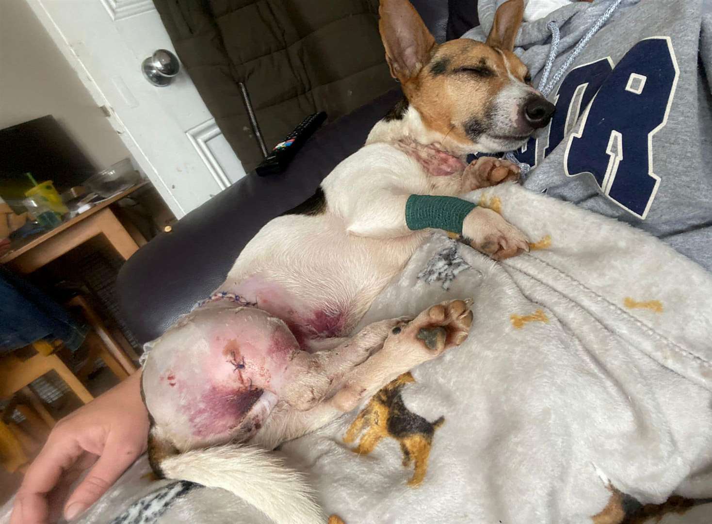 Jacko needed surgery after the attack by two other dogs in Chartham. Picture: Guardian Angels for Dogs