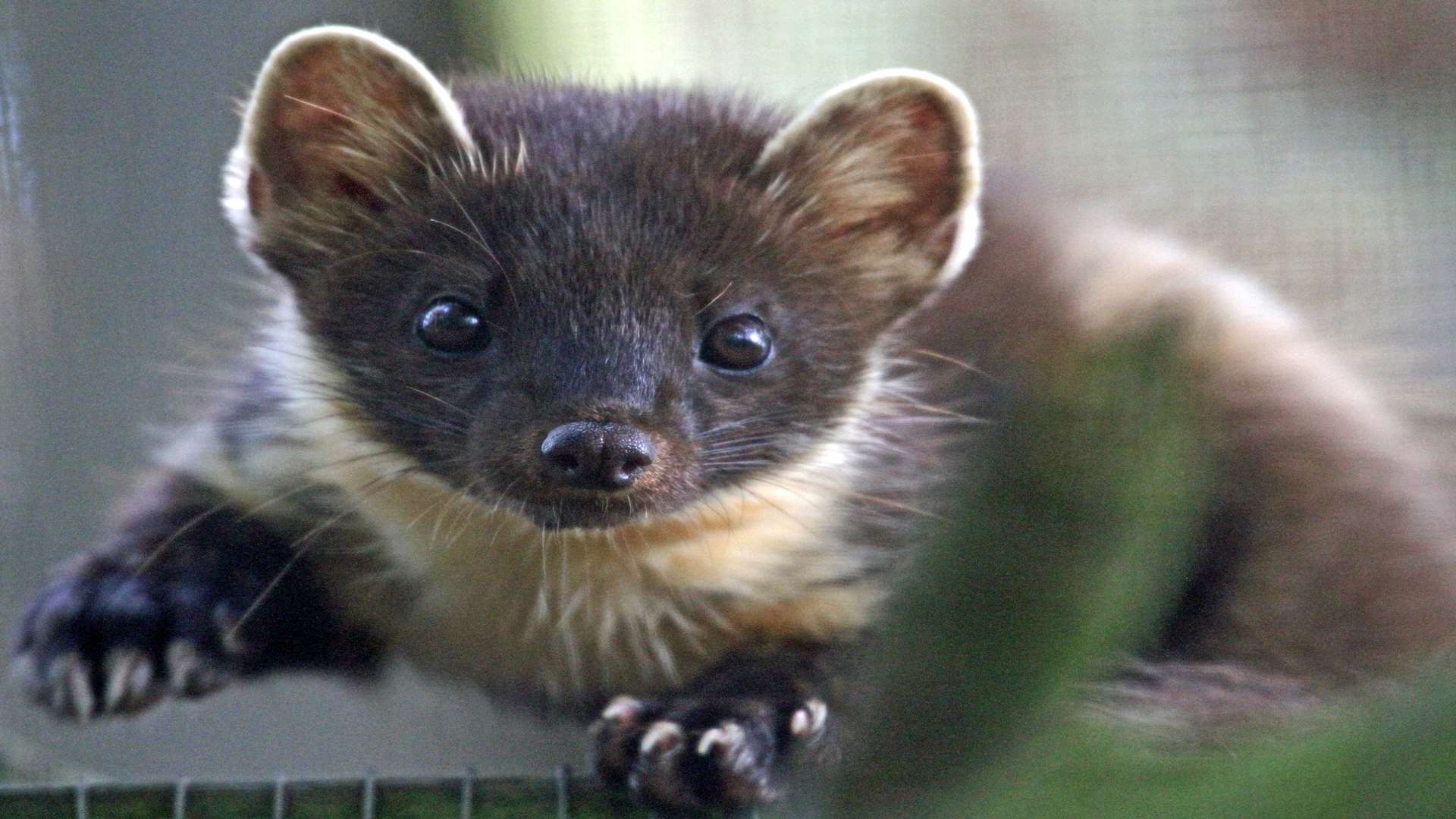 A pine marten at Wildwood Discovery Park