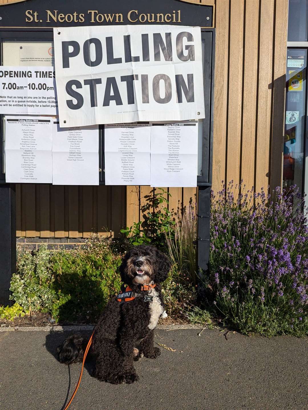 Cockapoo Clyde in St Neots (@PhilSV4/X/PA)