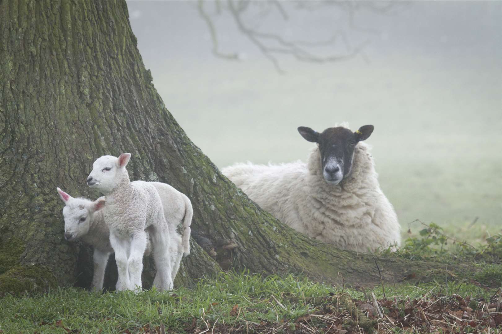 Sheep and lambs at Ickworth, Suffolk (Justin Minns/National Trust/PA)