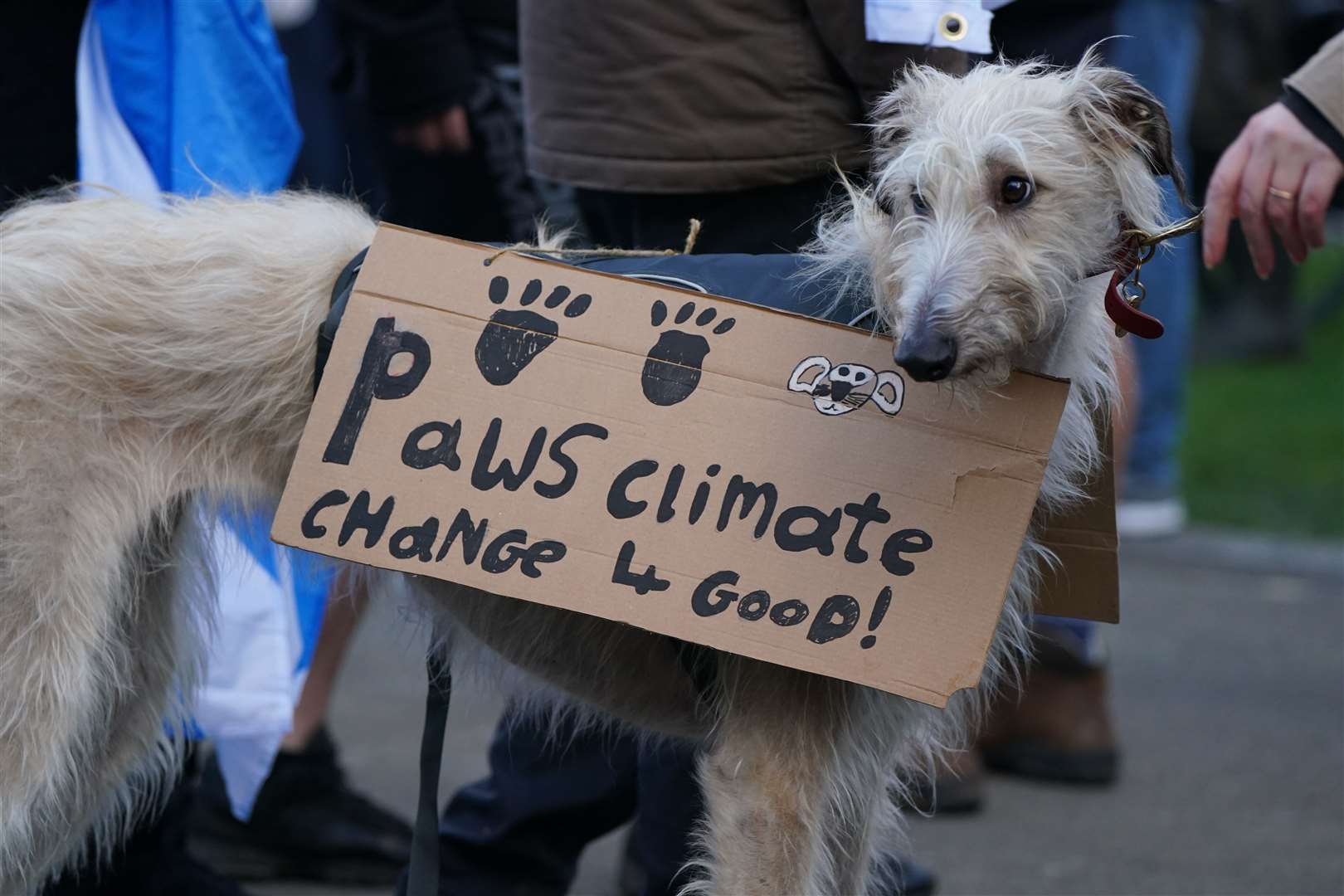 A dog during the Fridays for Future Scotland march (Andrew Milligan/PA)