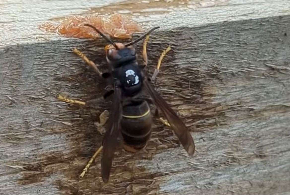 Simon Spratley caught an Asian hornet on August 6. Picture: Simon Spratley