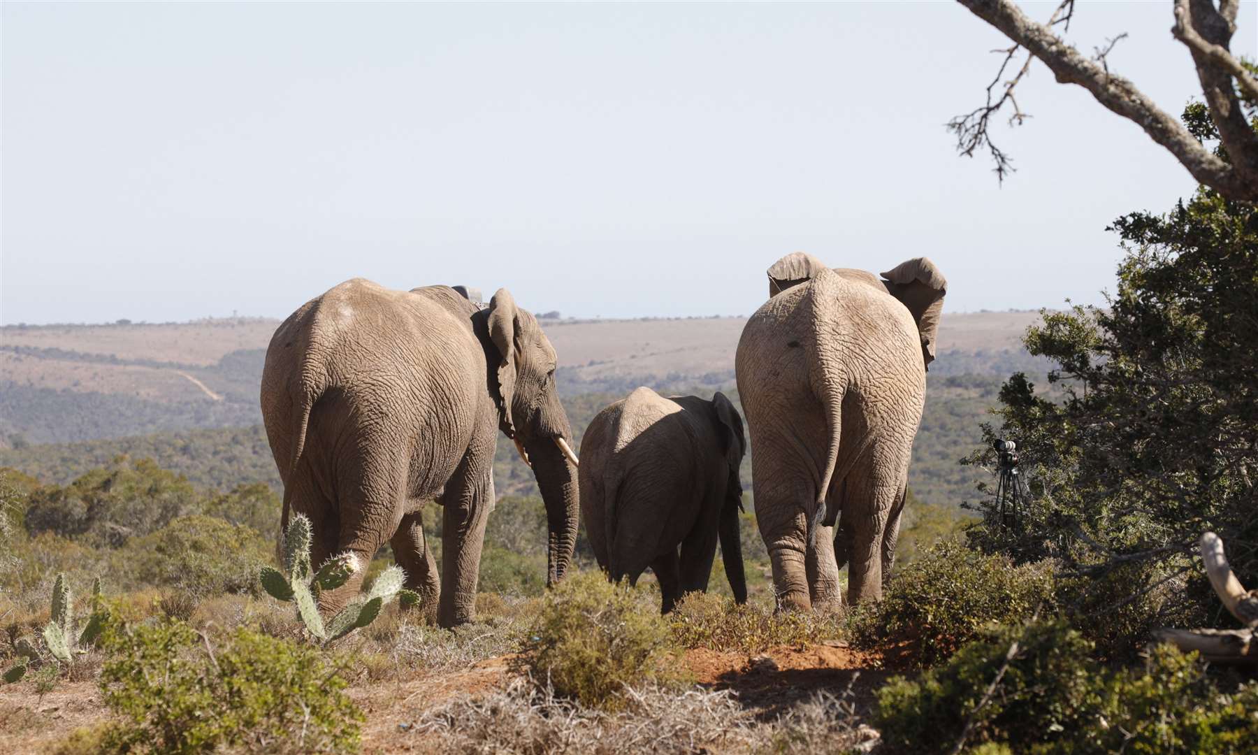 Some of the elephants the Aspinall Foundation helped last year