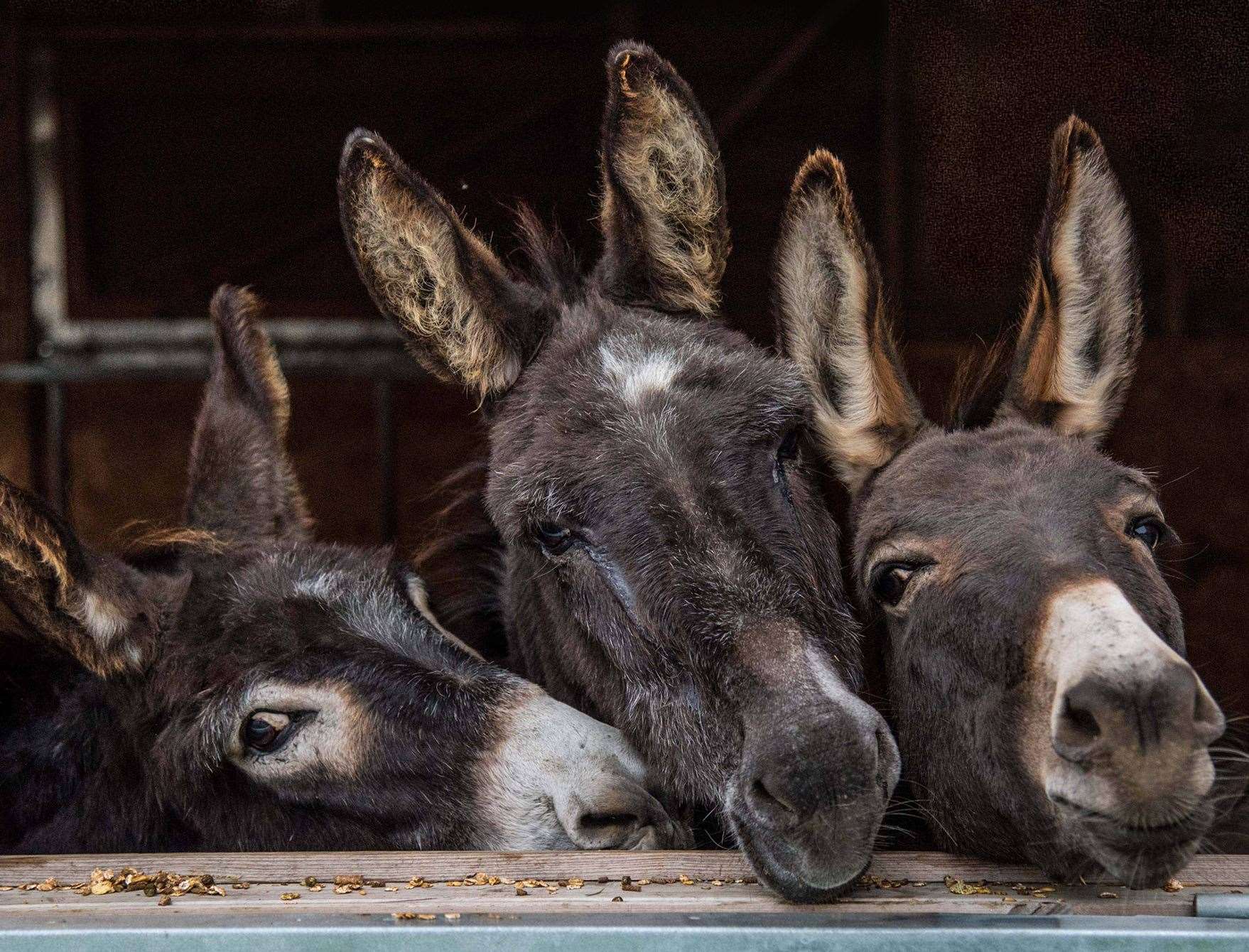 Donkeys at Happy Endings Rescue in Faversham