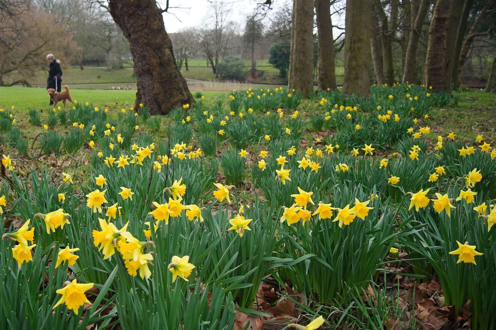 A woman walks by daffodils in bloom at Greenbank Park, Liverpool in February (Peter Byrne/PA)